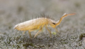 SPRINGTAIL FORAGING FOR FOOD