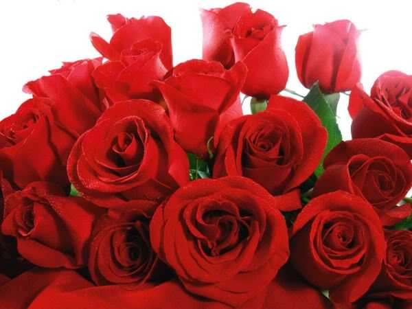 Что означает красная роза в подарок девушке