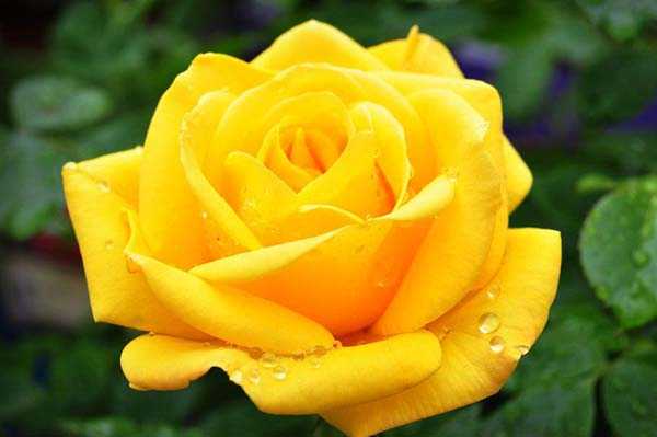 Что означает желтая роза в подарок девушке